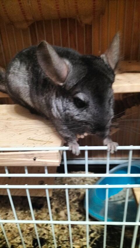 2 chinchillas avec cage accessoires 120 54320 Maxville