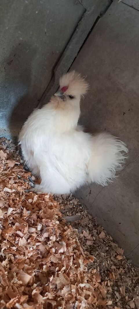 Coq silkie 10 71360 �pinac