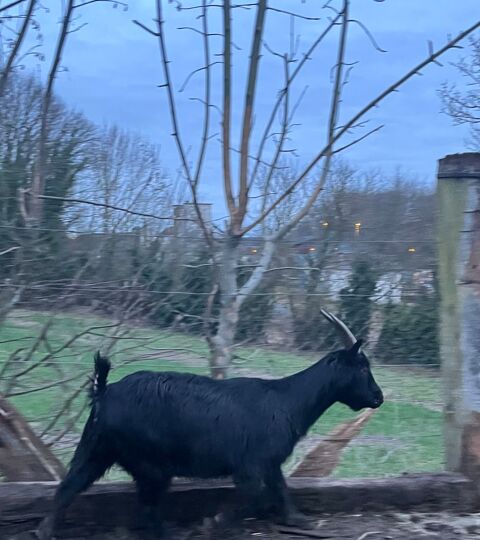 Chevre 70 80290 Poix-de-picardie