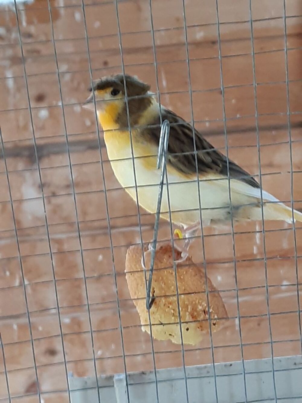   Canaris huppés 