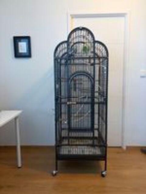   Cage + accessoires + calopsitte mâle  