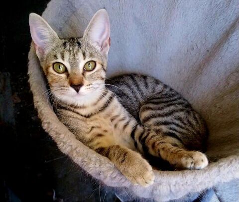 Poppy adorable chatonne 5 mois cherche famille 140 11000 Carcassonne