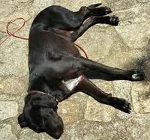   Chien SAMY à l adoption 