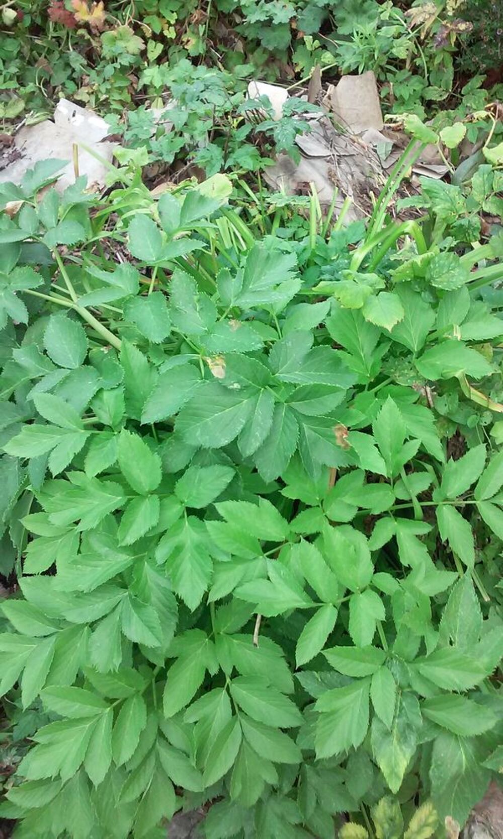 ANGELIQUE2023 : racines,graines, tiges,feuilles &agrave; confire Jardin
