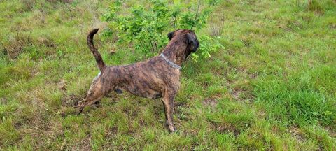 Boxer LOF disponible pour une saillie 31170 Tournefeuille