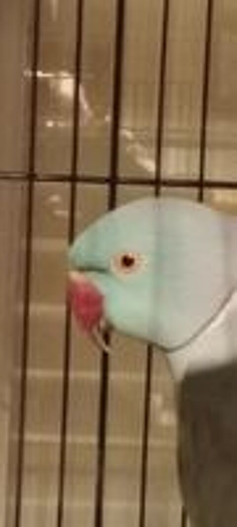   Perruche � collier 2 m�les  