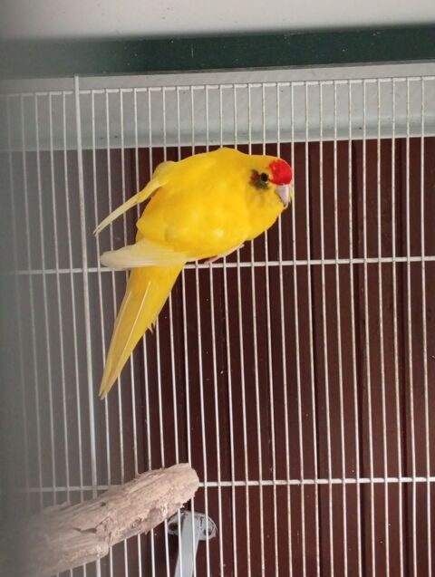 Grande perruche kakariki 30 40990 Saint-paul-l�s-dax