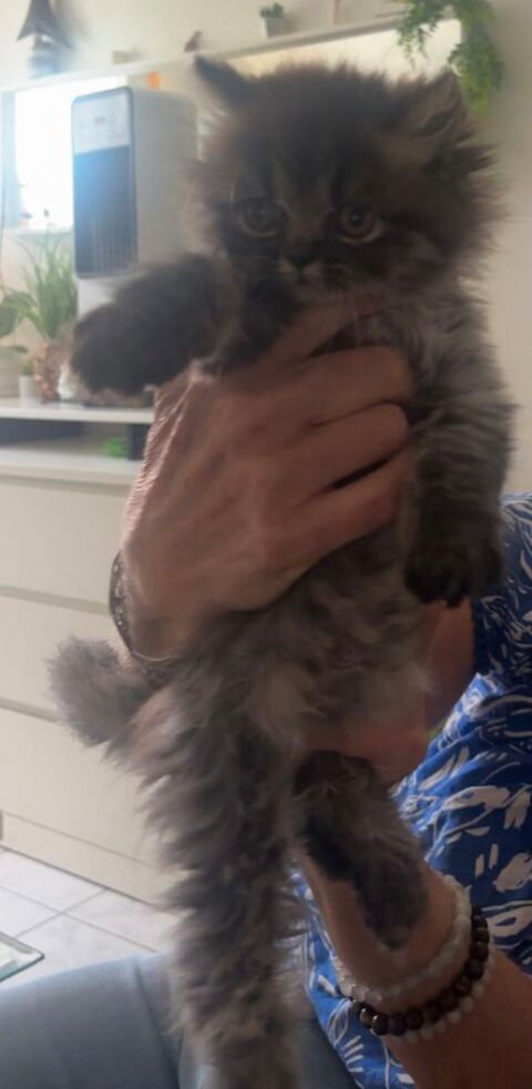 Chatons persans non Lof 750 68130 Altkirch