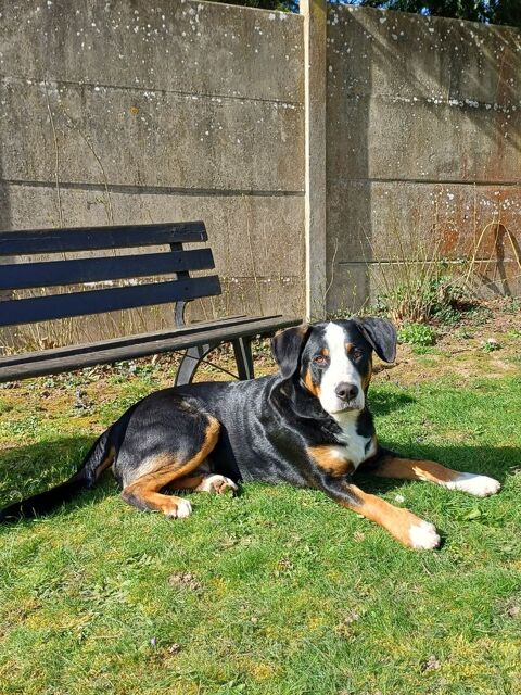 Chiot 1 an cherche une nouvelle famille aimante 0 77390 Ozouer-le-voulgis