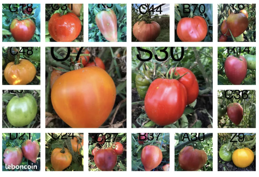 400 vari&eacute;t&eacute;s - Graines de tomate reproductible Jardin