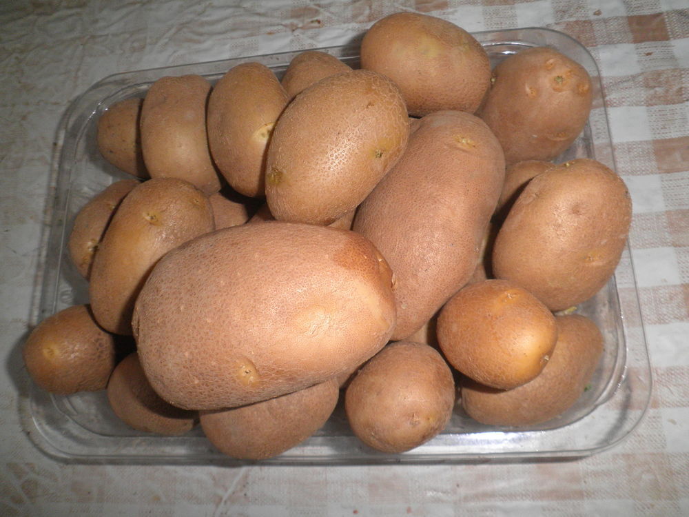 pommes de terre ( TURBO) de mon jardin, 100% BIO Jardin