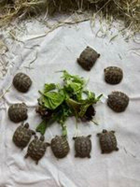   tortue juvnile 1 ans 