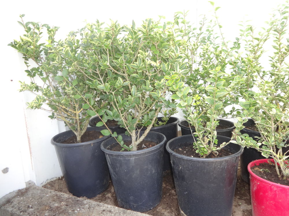 tro&egrave;ne de Californie Jardin
