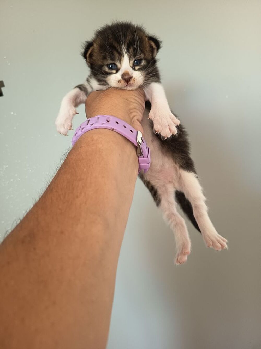   Maine coon polydactyle 0781853139 