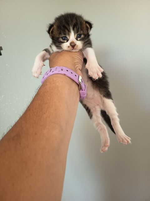 Maine coon polydactyle 0781853139 800 33390 Anglade