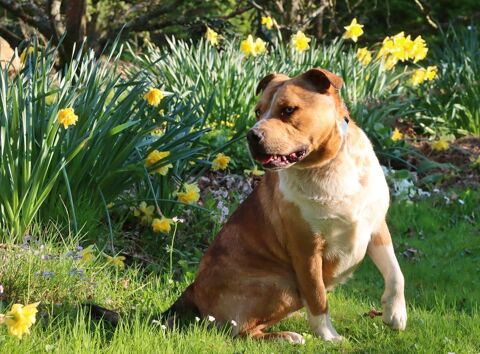 Chien bully croisé berger australien 0 27370 La saussaye