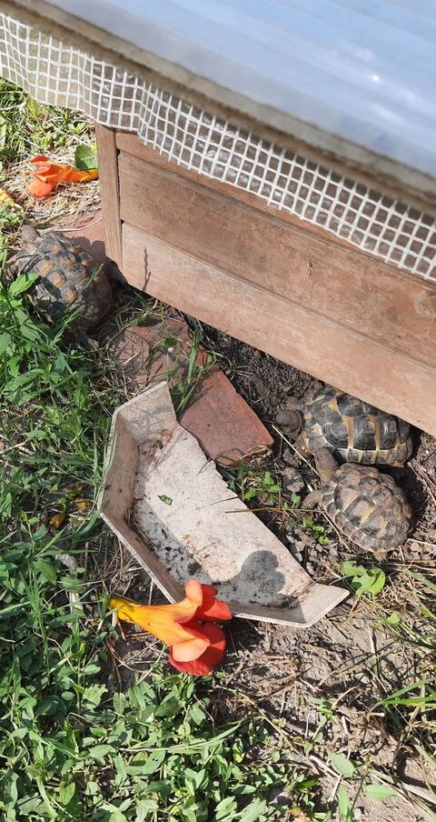 Tortue de terre 50 69320 Feyzin