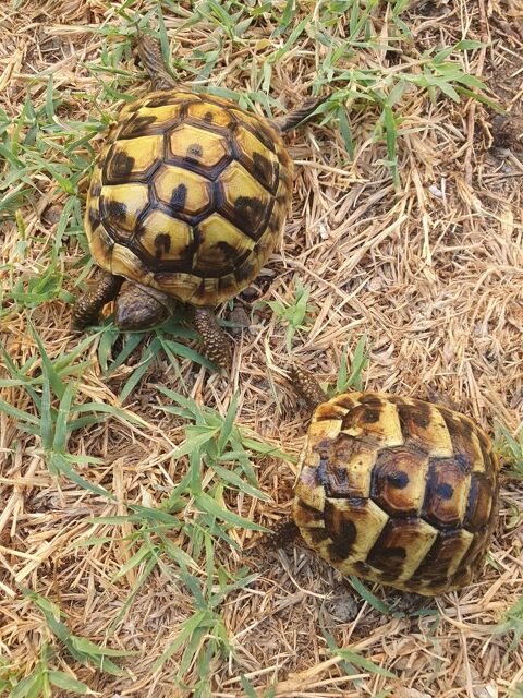 Bb tortue 35 34560 Montbazin