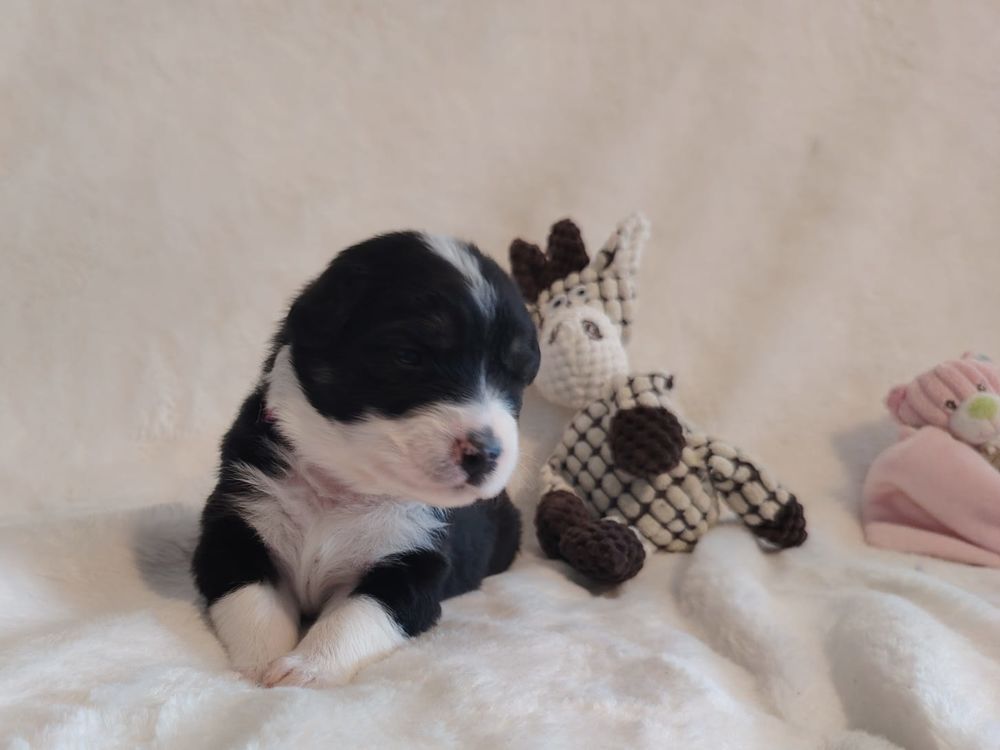   Chiots Berger Australien LOF 