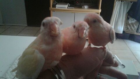 A réserver jeunes perruches de Bourke 2025 0 38270 Beaurepaire