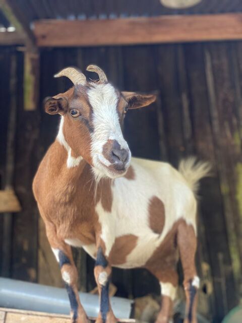 Ch&egrave;vre &agrave; donner de 12 ans contre bons soins. 0 53320 Ruillé-le-gravelais