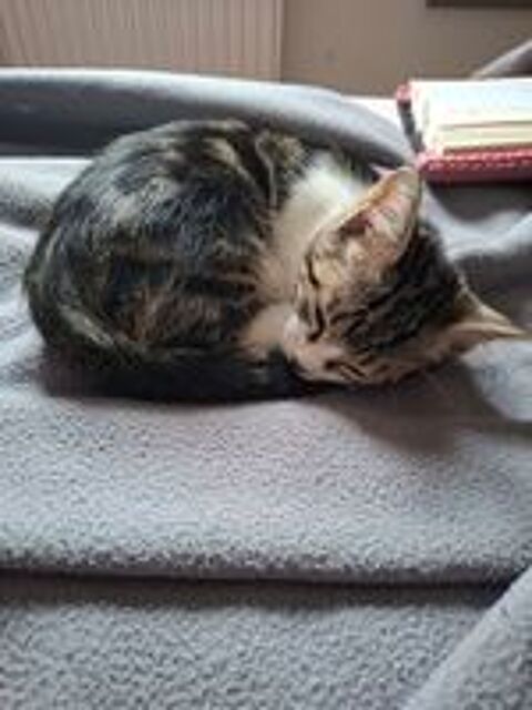   Donne chaton femelle de 3 mois  