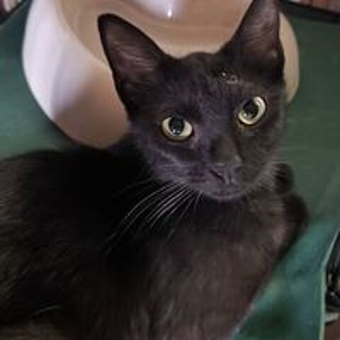   BAGHEERA  