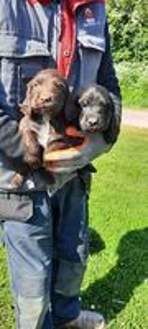   Chiots Cocker  