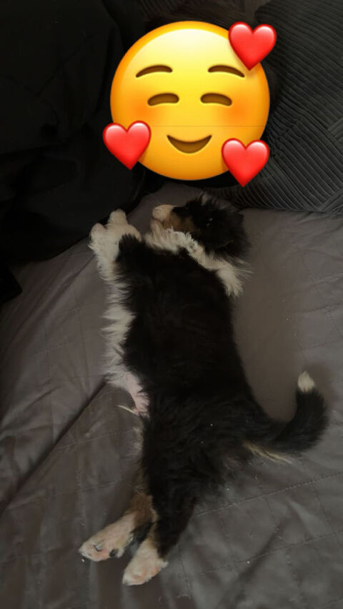 Berger Australien LOF 900 45430 Ch�cy