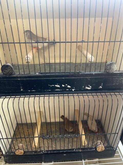 Mandarin 1 80190 Curchy