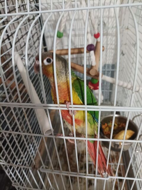 Bonjour conure apprivoiser 150 47520 Le passage