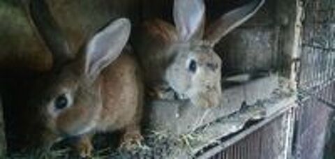   2 gros lapins marrons 