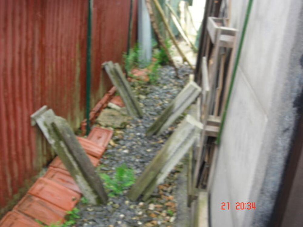 Thuyas Jardin