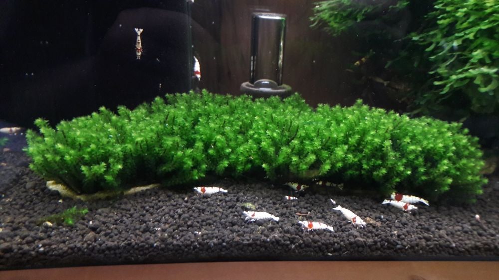   Plante / Mousse : Rare Moss pour aquarium 