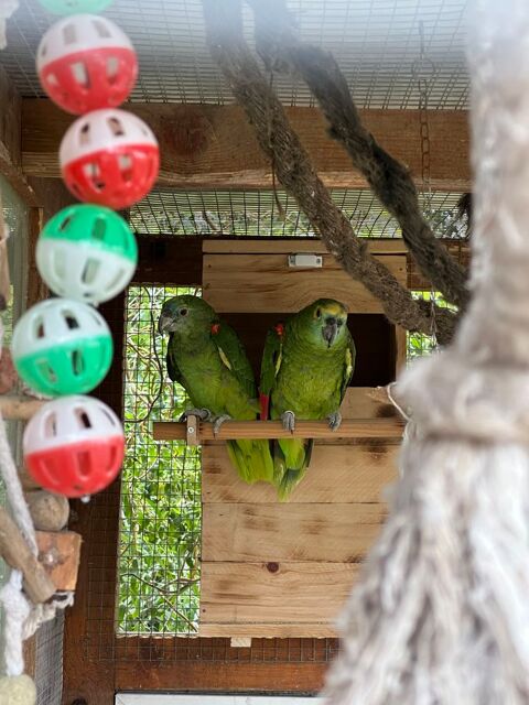 couple d'amazone 1000 31380 Montastruc-la-conseill�re