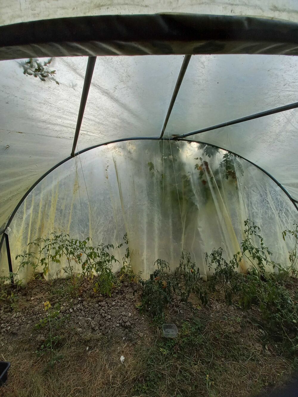 Serre de jardin Jardin