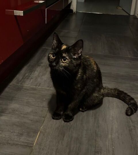 Chatons 0 93200 Saint-denis