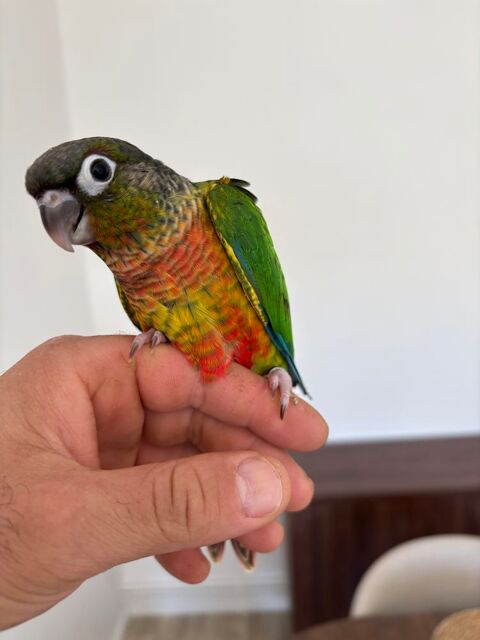 Conure Molinae eam 200 42800 Rive-de-gier
