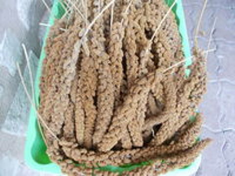   Millet grappe jaune ou rouge  