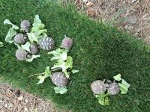   Tortues terrestres  