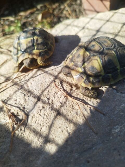 b&eacute;b&eacute;s tortues de terre 40 30000 Nîmes