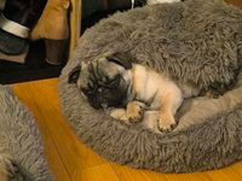   Chiot Carlin 7 mois 
