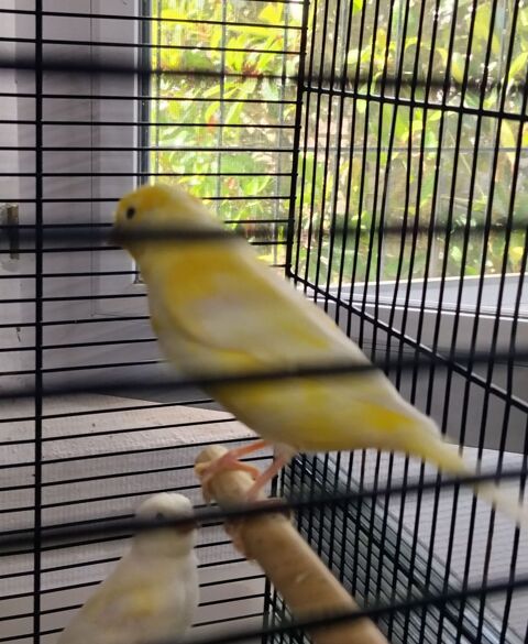 Cinq canaris 15 40200 Saint-paul-en-born