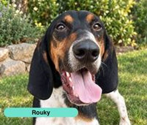   Rouky, anglo français à adopter  