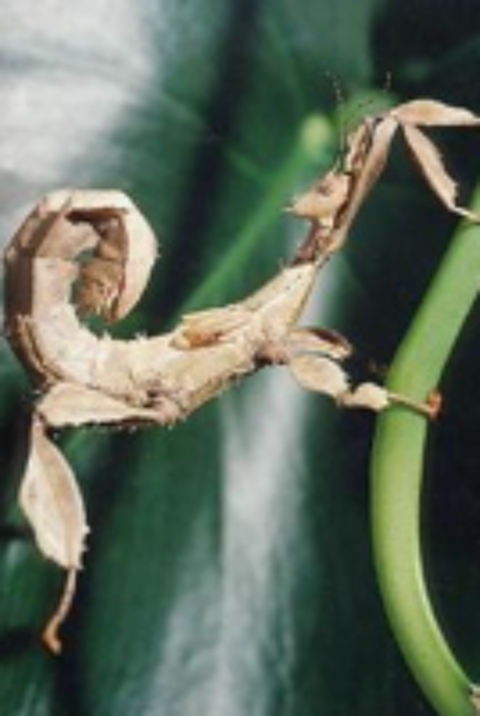   Phasmes scorpion  