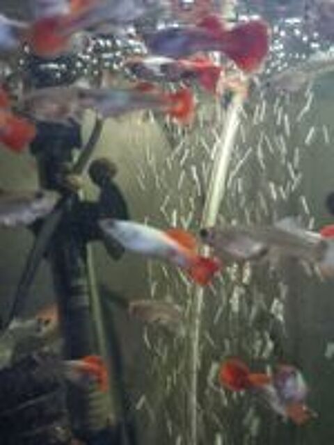   guppys blue dream caudal fin red 