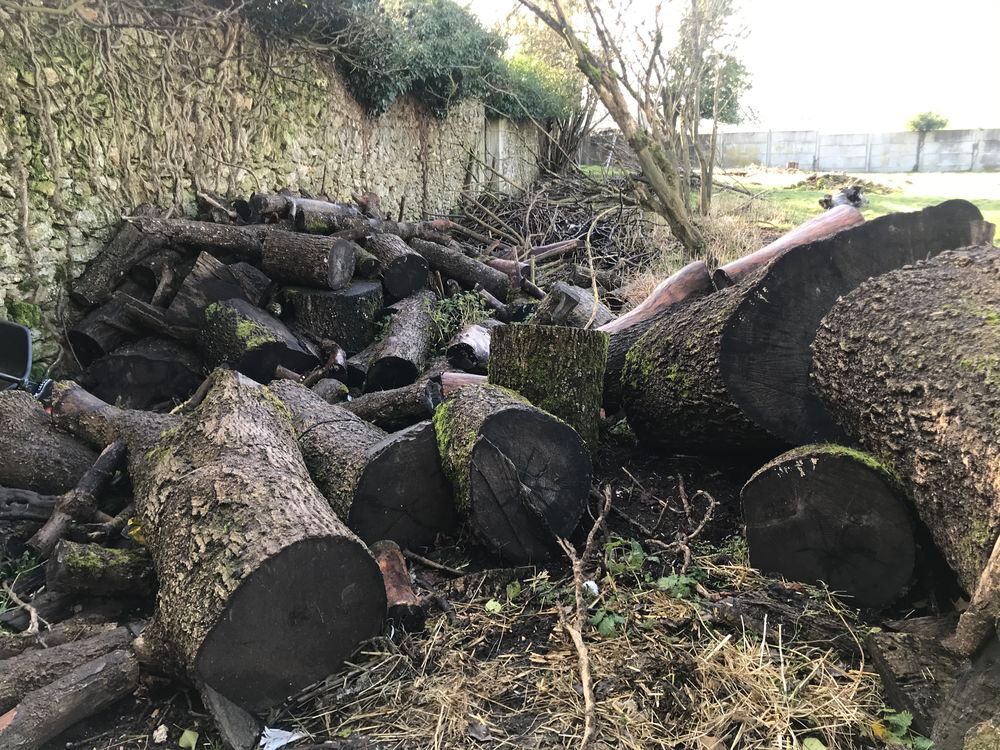 Bois ( non coup&eacute;) &agrave; donner dans le 77 Jardin