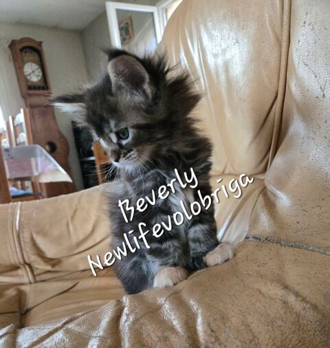chaton maine coon polydactyle LOOF 1650 30700 Uz�s