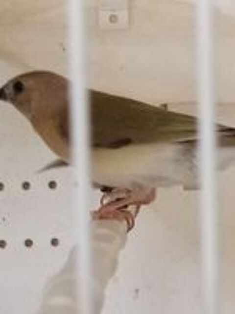   Diamant gould  