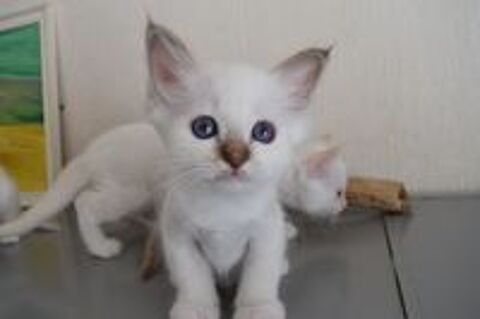   Magnifiques chatons Sacre de Birmanie LOOF 